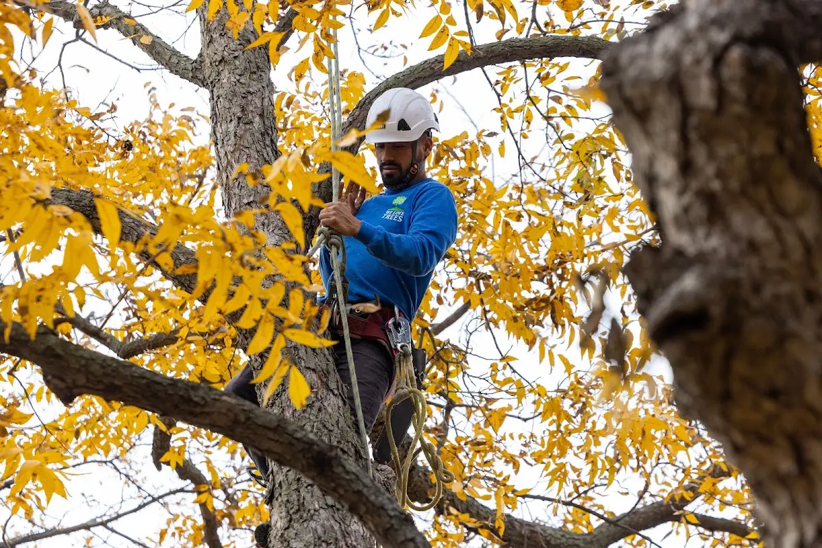 Skilled Tree Pruning crew working in Western Springs